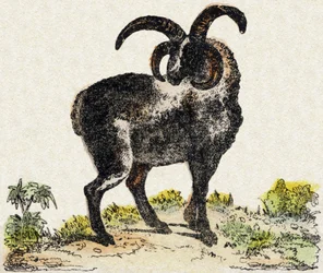 Sheep