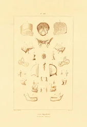 Skeleton