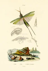 Slant-faced Grasshopper