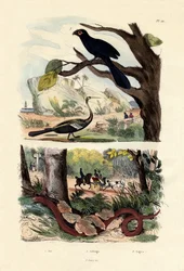 Smooth-billed Ani, 1833-39