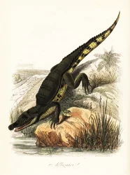 Spectacled Caiman