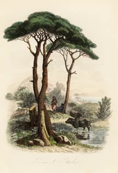 Stone Pine, Pinus Pinea