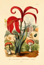 Striped Flea Beetle, 1833-39