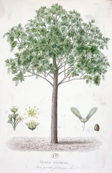 Sycamore Maple