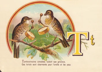 Tambourinarians kind, as much as graceful, These loriots are charming for the ear and eyes