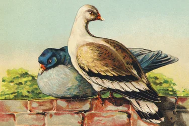 T as Turtledoves