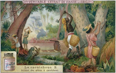 Tapping rubber trees, promotional advertising card for Veritable Extrait de Viande Liebig