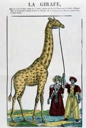 The Giraffe - Image of Epinal
