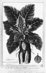 The Mandrake