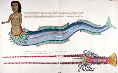 The Mermaid of Amboine (from 