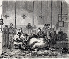 The National Veterinary School of Alfort - The Great Schools of France - Veterinary School of Maisons-Alfort in 1866 - the dissection room - engraving in "Le Monde Illustré" of 1866