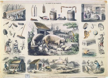 The Pig and its Products