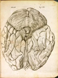 The Structure of the Brain, from De Homine Figuris by Rene Descartes, published in The Hague, 1662