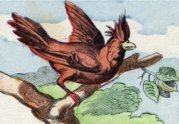 The Cardinal (Engraving in "Buffon Alphabet des Oiseaux n 2")