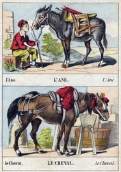 The Donkey and the Horse (Engraving in "Buffon Alphabet des Animaux")