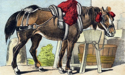 The Horse (Engraving in "Buffon Alphabet des Animaux")