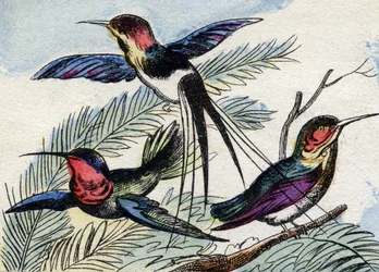 The Hummingbird (Engraving in "Buffon Alphabet des Oiseaux n 2")