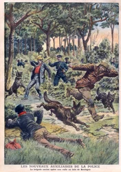 The new police auxiliaries: the canine brigade operates a roundup at the Bois de Boulogne, illustration from 