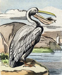 The Pelican (Engraving in "Buffon Alphabet des Oiseaux n 1")