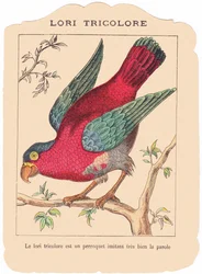 The tricolor lorry is a parrot that imitates speech very well, late 19th century