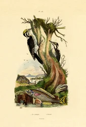 Three-toed Woodpecker