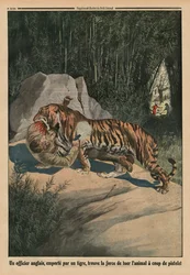 Tiger Attacking a British Officer, Back Cover Illustration from 