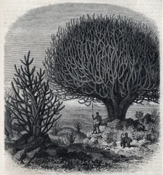 Tree Euphorbia in East Africa (Sudan). Engraving by Freeman in 
