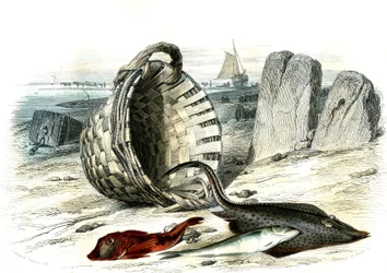 Trigle Grondin (Trigle Cuculus), Whiting (Merlangius Merlangus), Raie Grondin (Dipturus Batis) - Plate Extracted from Histoire Naturelle by Bernard Germain de Lacepede (1856-1925), Edition P. Furme, Paris