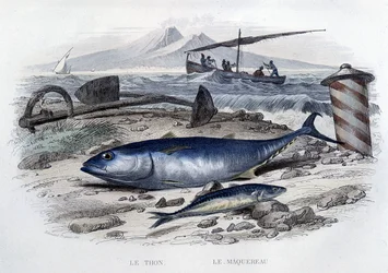 Tuna and mackerel, from 