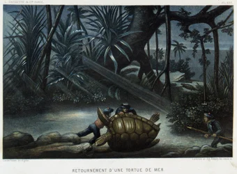 Turtle of a Sea Turtle - in “The World of the Sea” by Alfred Fredol, Hachette, Paris