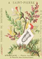 Utricular - Aquatic Plant of the Utriculinees Family