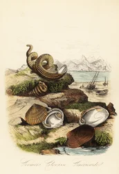 Unknown Image