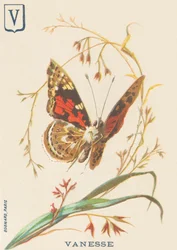 V: Vanesse (Vanessa cardui or steplady or Vanesse du thistle)