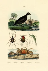 Velvet Scoter Duck, 1833-39