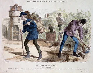 Vine culture in the 15th century - in 