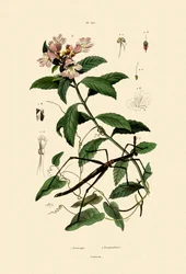 Walking Stick Insect