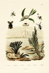 Wasp