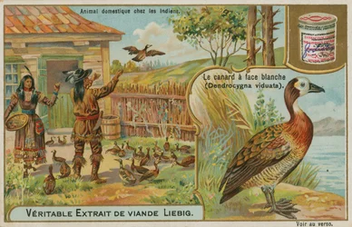 White-faced Whistling Duck