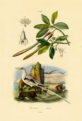 White-tailed Tropicbird