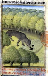 Wolf, from 