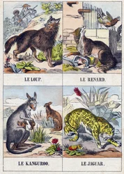 Wolf; Fox; Kangaroo; Jaguar (Engraving in "Buffon Alphabet des Animaux")