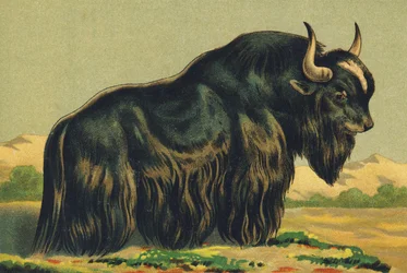 Y as Yak
