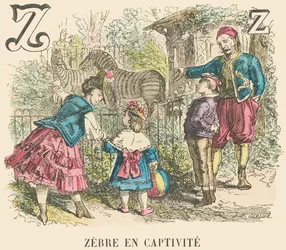 Zebra in Captivity