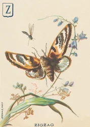 Z: Zigzag (Lymantria dispar or disparate Bombyx)
