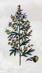 Illustration in 