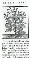 Le Perit Tabac, Illustration from Discours du Tabac by Jean Le Royer de Prade, 1671