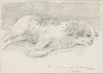Dog Studies