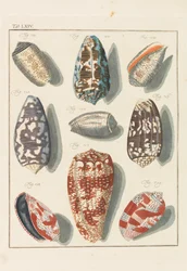 New Systematic Conchylien-Cabinet