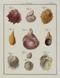Sea Shells: Chamae, Pinnae, from Neues Systematisches Conchylien-Cabinet, 1784