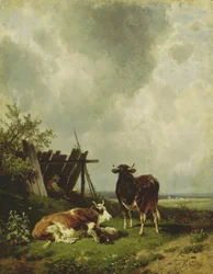The Cows